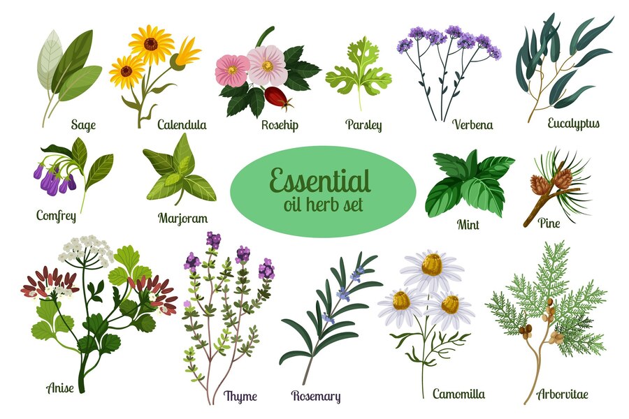 Herbal Medicine (John Hopkins)